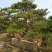 造型松泰山景观松树造型松工程用观景松树