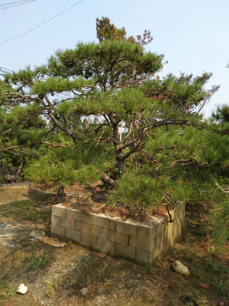 造型松泰山景观松树造型松工程用观景松树