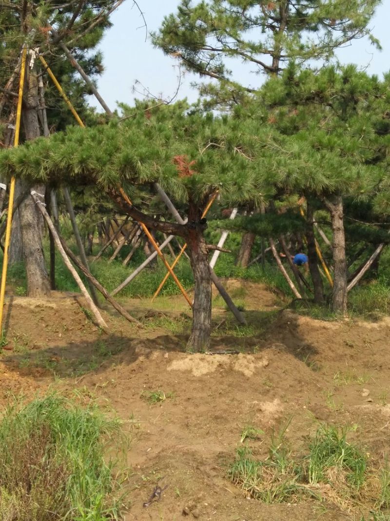 造型松泰山景观松树造型松工程用观景松树