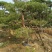 造型松泰山景观松树造型松工程用观景松树