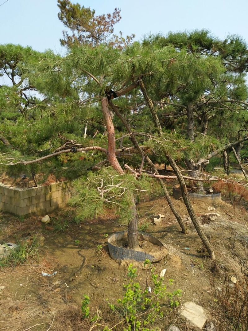 造型松泰山景观松树造型松工程用观景松树