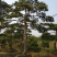 造型松泰山景观松树造型松工程用观景松树