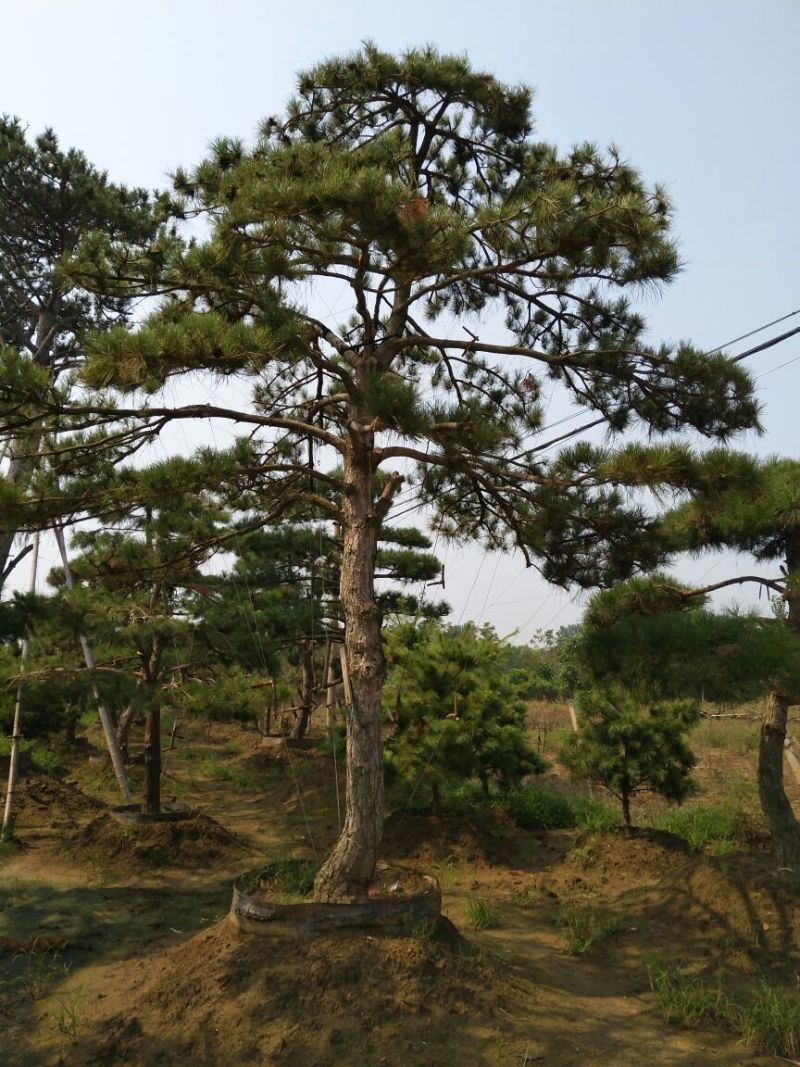 造型松泰山景观松树造型松工程用观景松树