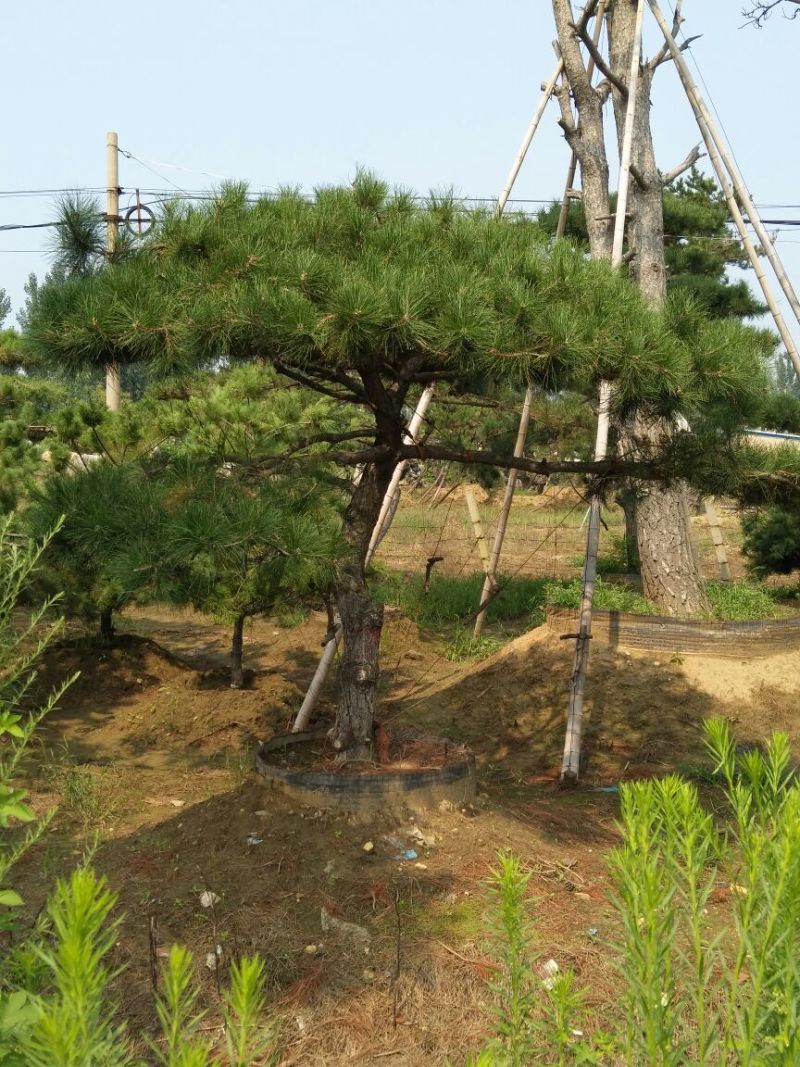 造型松泰山景观松树造型松工程用观景松树