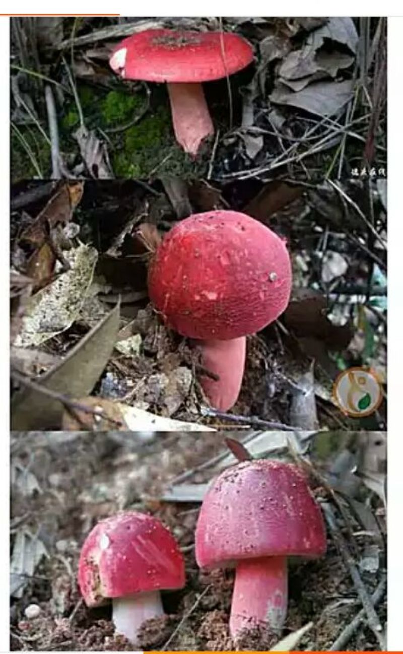 大红菌
