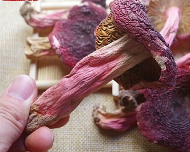 大红菌