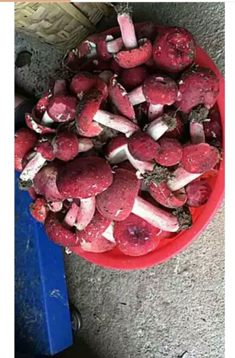 大红菌