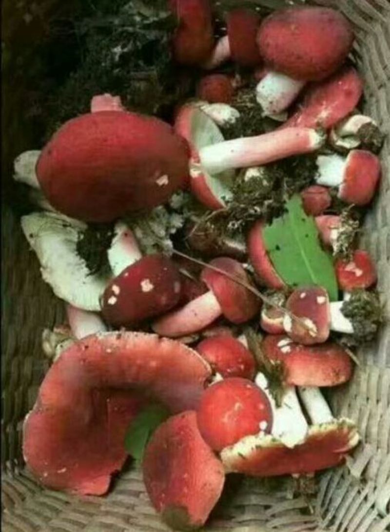 大红菌