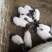 生猪10~15公斤