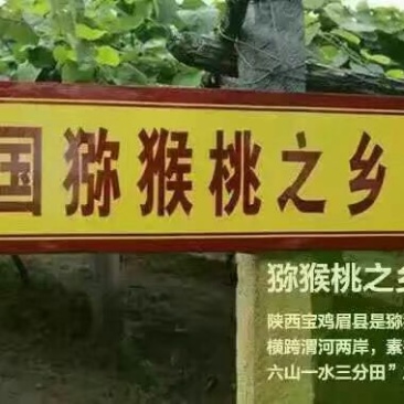 眉县徐香猕猴桃次果
