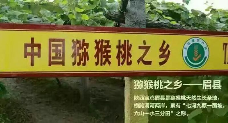 眉县徐香猕猴桃次果