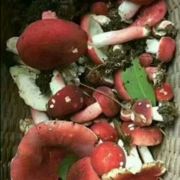 红菇