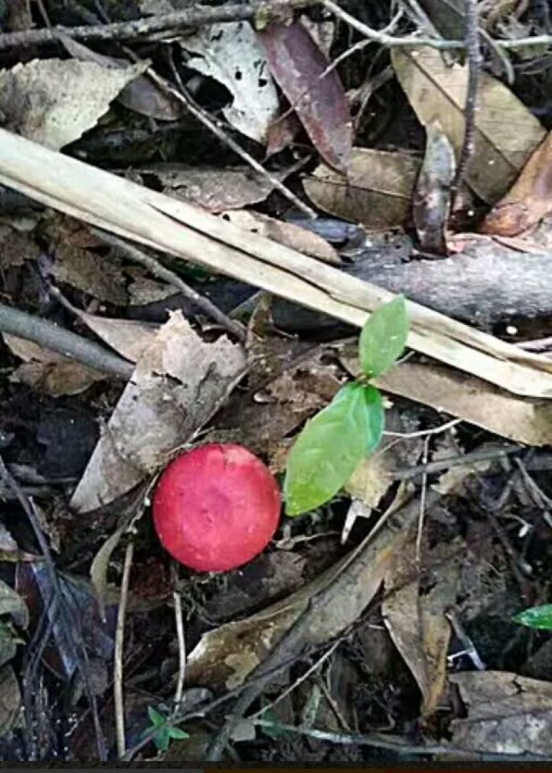 红菇