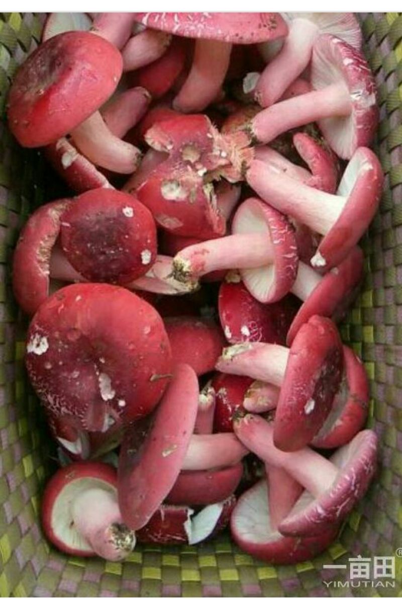 红菇
