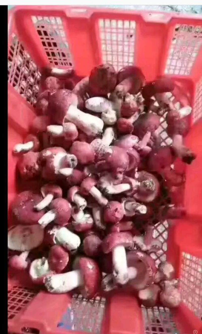 红菇