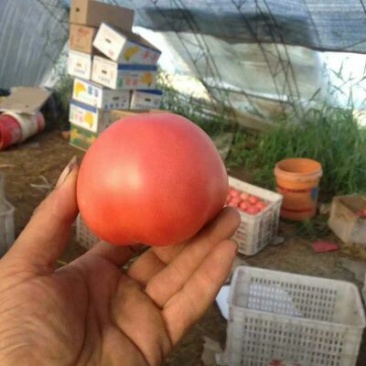 硬粉西红柿弧三以上硬粉精品