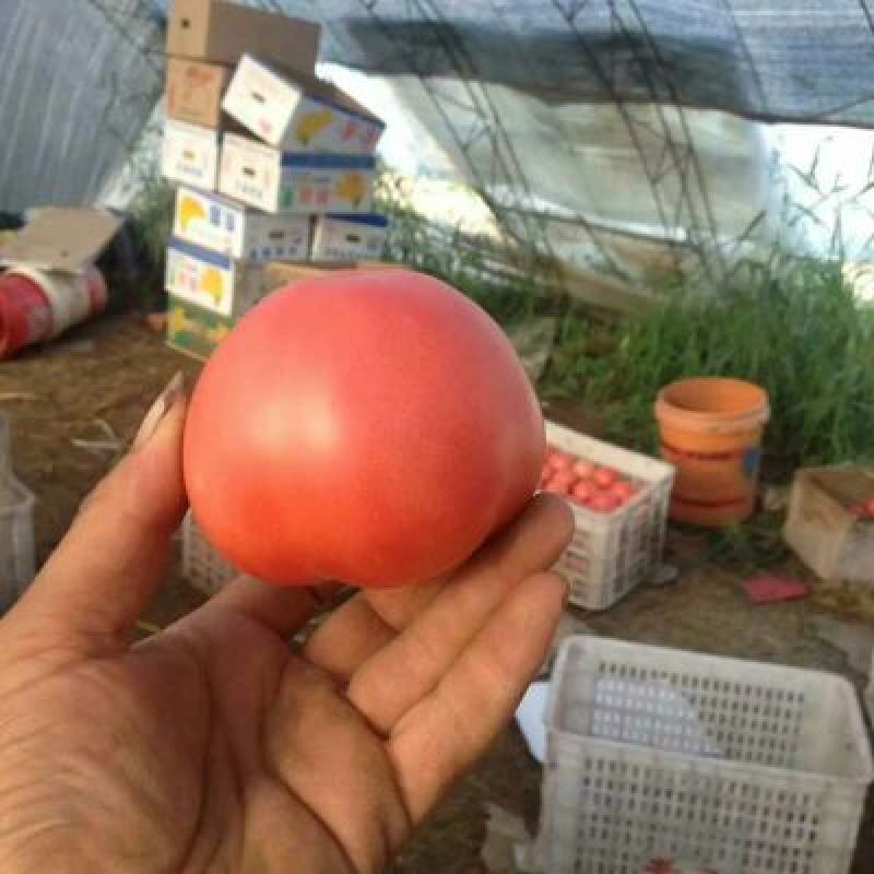 硬粉西红柿弧三以上硬粉精品