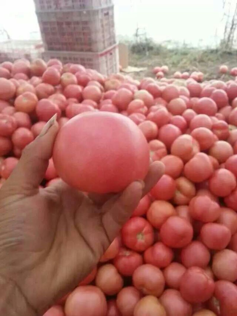 硬粉西红柿弧三以上硬粉精品