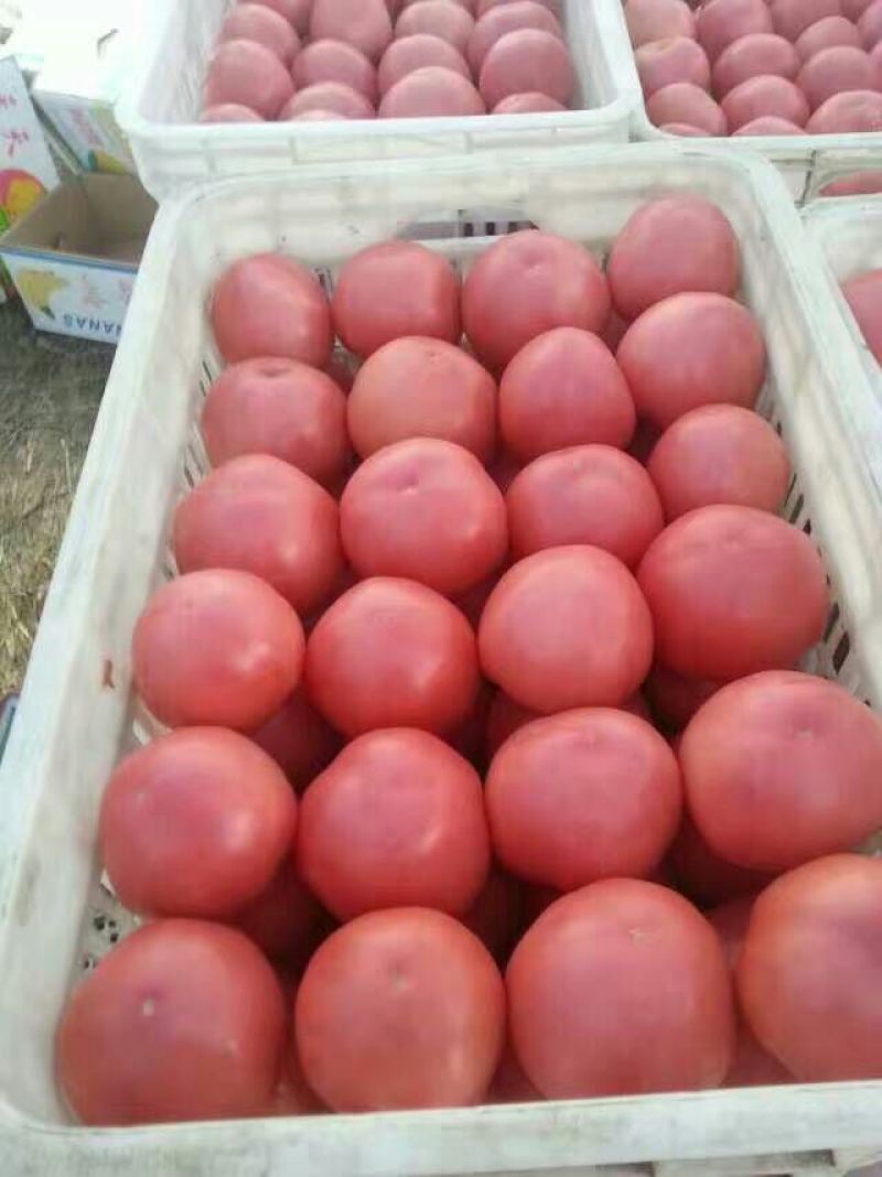 硬粉西红柿弧三以上硬粉精品