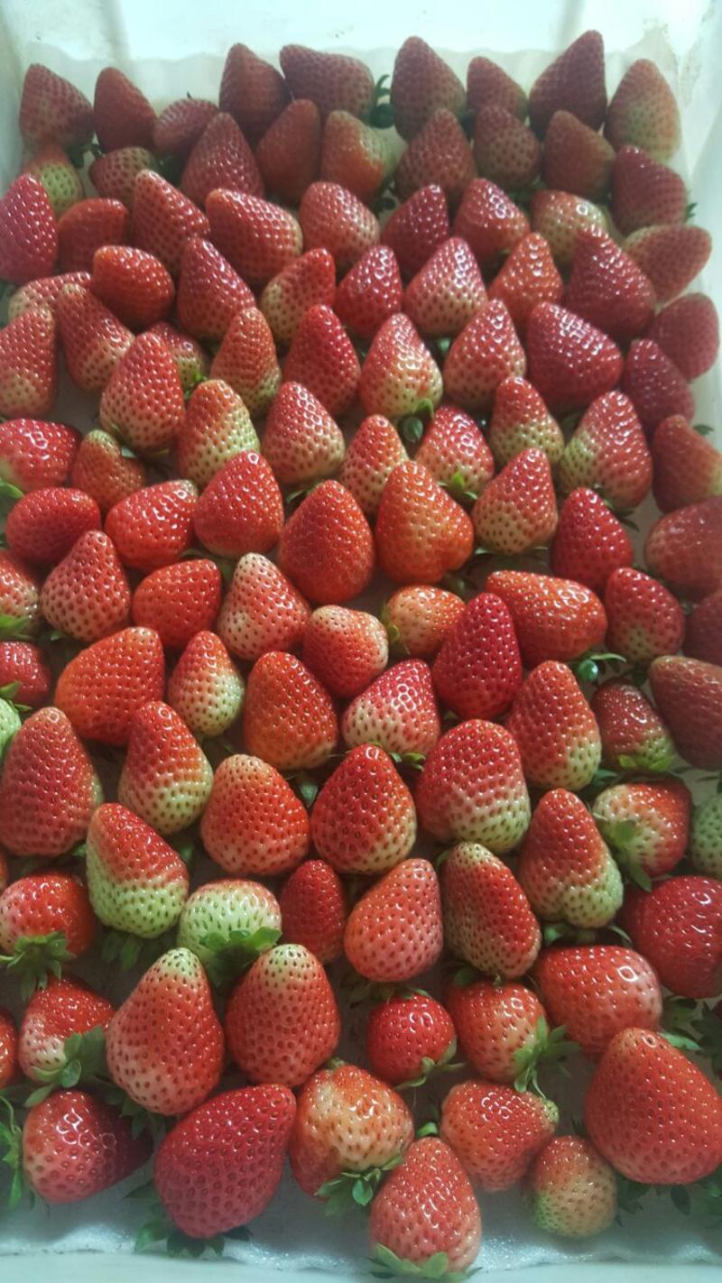 夏季草莓，烘焙，规格齐全，口感偏酸。