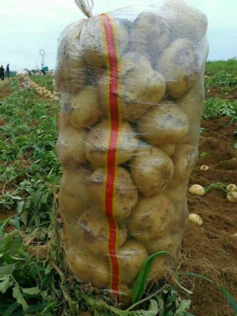 尤金885-黄金薯，沃土v7土豆精品3两通天大量供应中