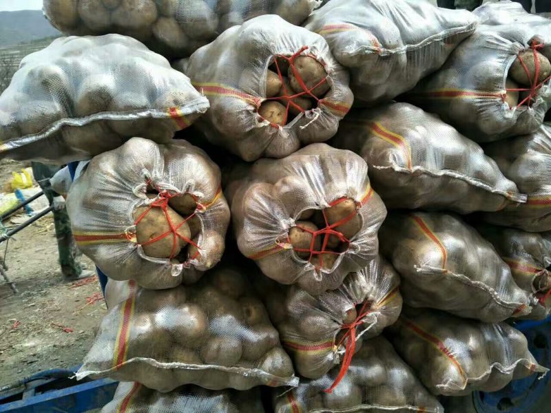 尤金885-黄金薯，沃土v7土豆精品3两通天大量供应中