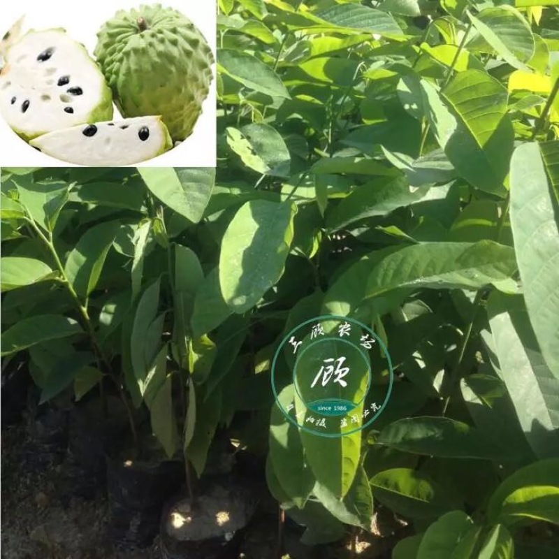 台湾凤梨释迦苗番荔枝苗30~50cm嫁接果树苗发货
