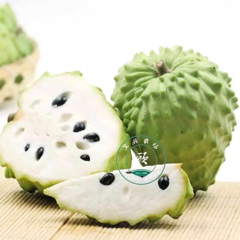 台湾凤梨释迦苗番荔枝苗30~50cm嫁接果树苗发货