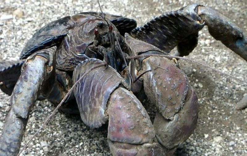 河蟹食用6两/只雄