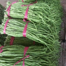 河北精品青条豆角长豆角保质保量/量大从优/欢迎咨询