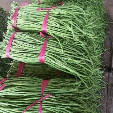 河北精品青条豆角长豆角保质保量/量大从优/欢迎咨询