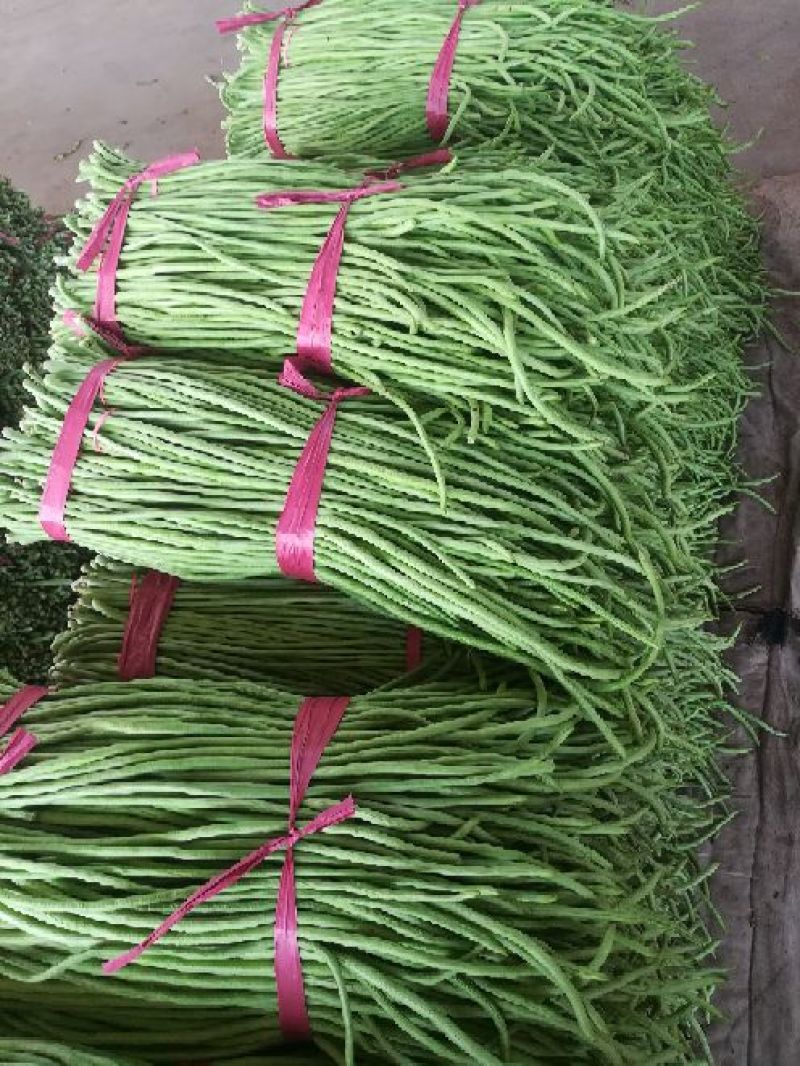 河北精品青条豆角长豆角保质保量/量大从优/欢迎咨询