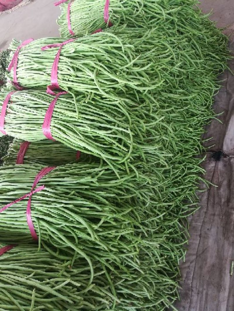 河北精品青条豆角长豆角保质保量/量大从优/欢迎咨询