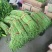 河北精品青条豆角长豆角保质保量/量大从优/欢迎咨询