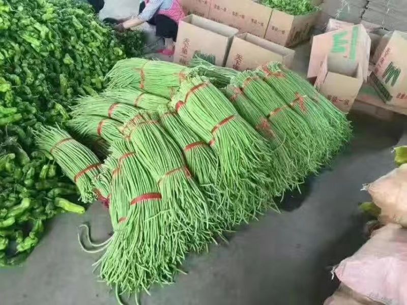 河北精品青条豆角长豆角保质保量/量大从优/欢迎咨询