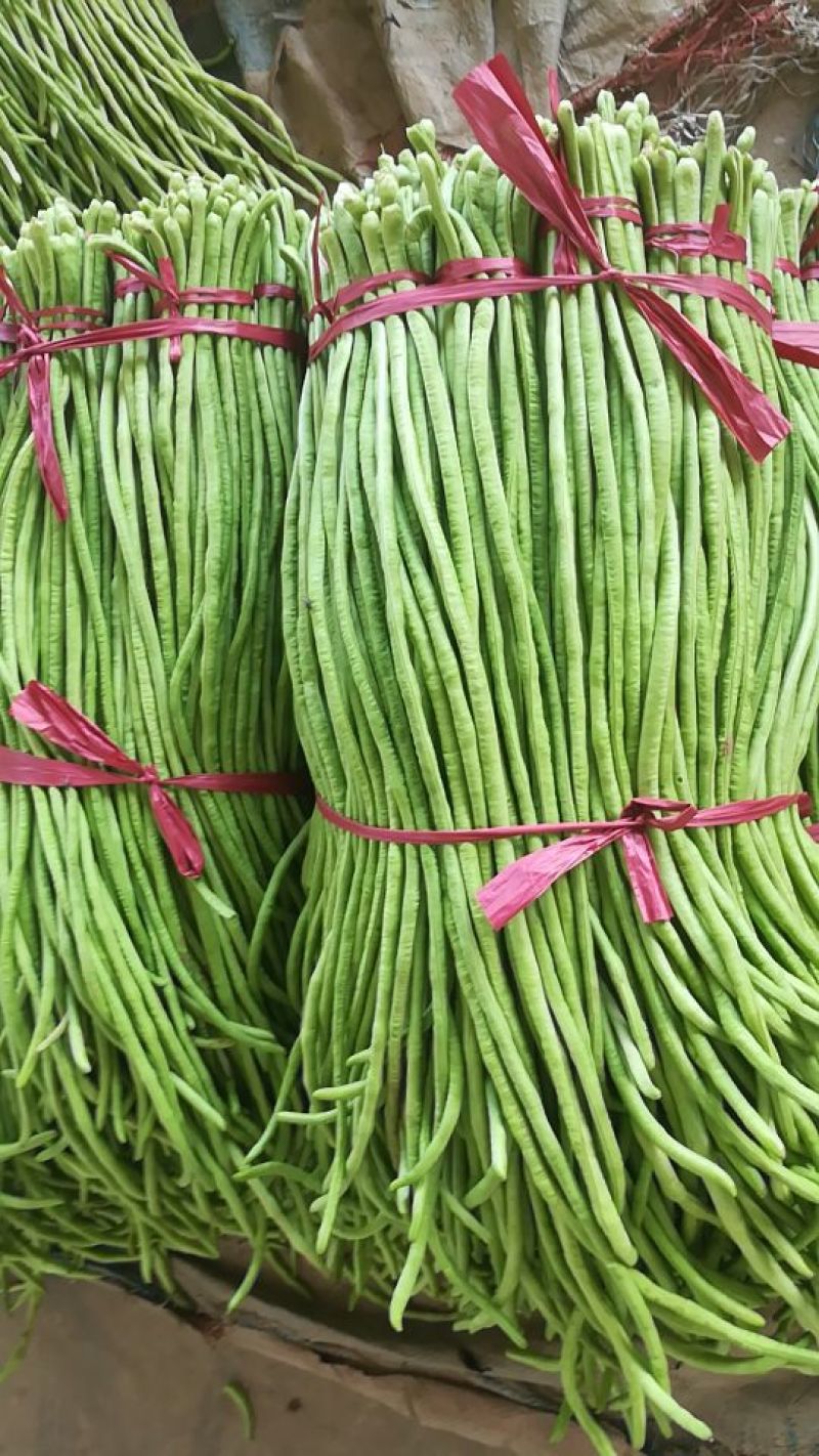 河北精品青条豆角长豆角保质保量/量大从优/欢迎咨询