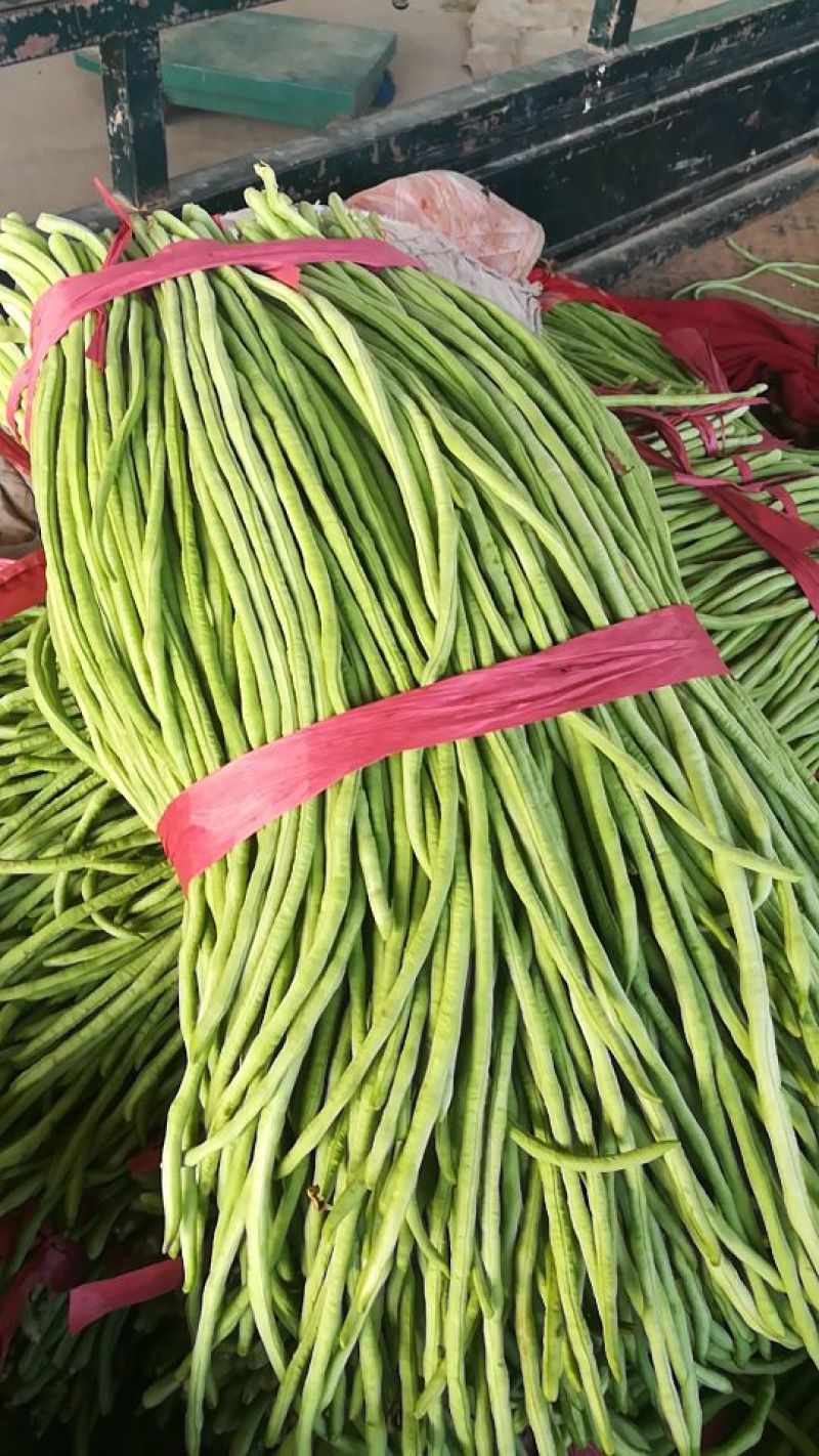 河北精品青条豆角长豆角保质保量/量大从优/欢迎咨询