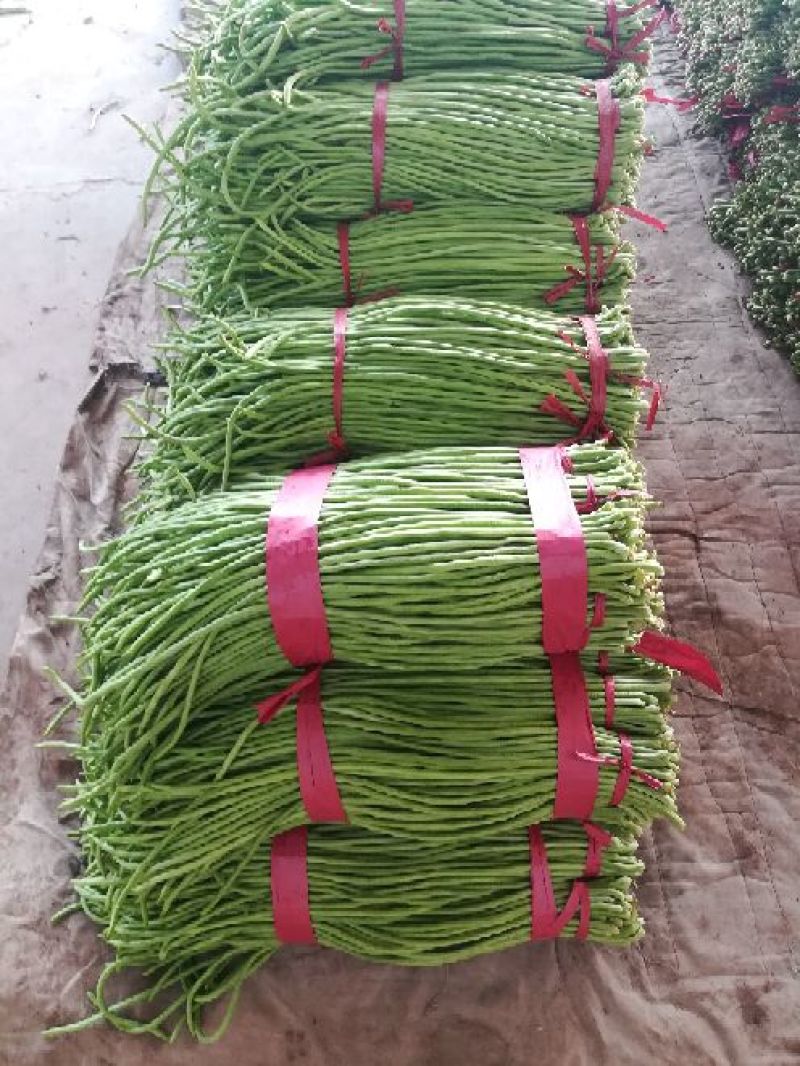 河北精品青条豆角长豆角保质保量/量大从优/欢迎咨询