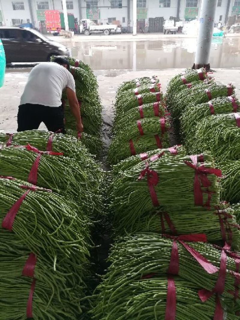 河北精品青条豆角长豆角保质保量/量大从优/欢迎咨询