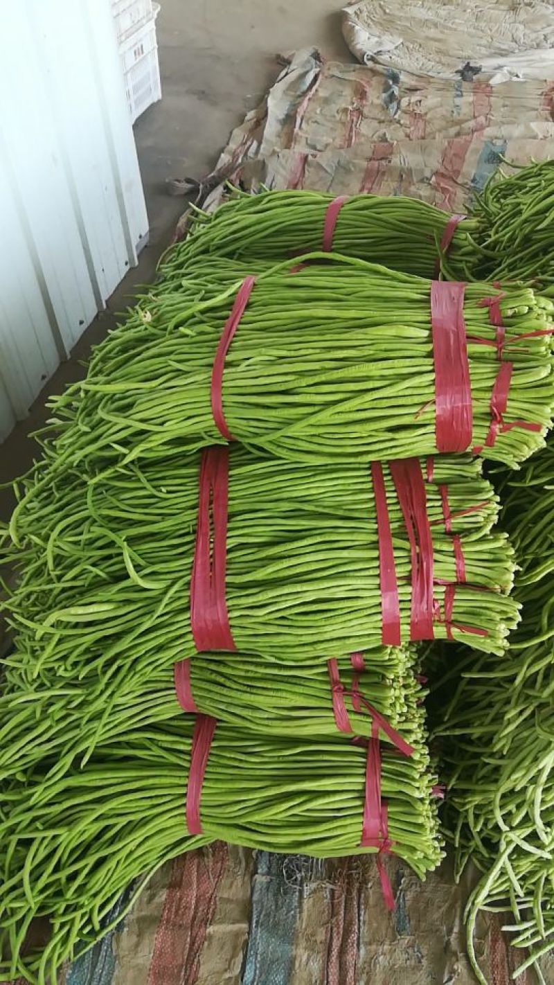 河北精品青条豆角长豆角保质保量/量大从优/欢迎咨询