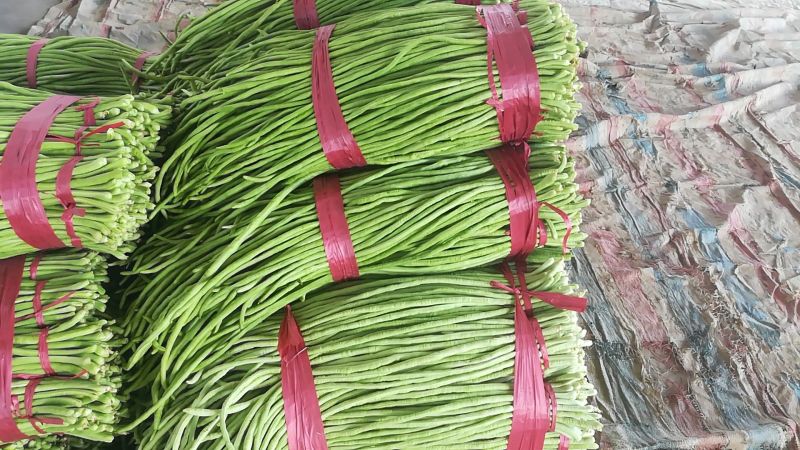 河北精品青条豆角长豆角保质保量/量大从优/欢迎咨询