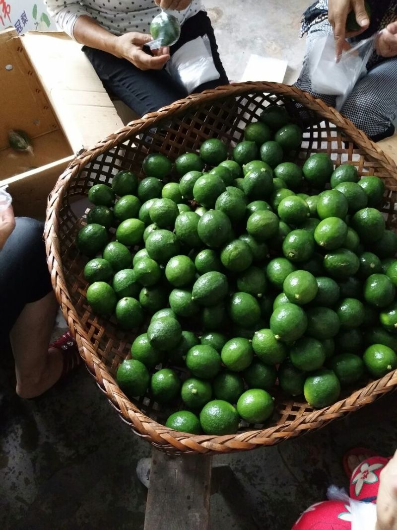 青柠檬2~2.6两