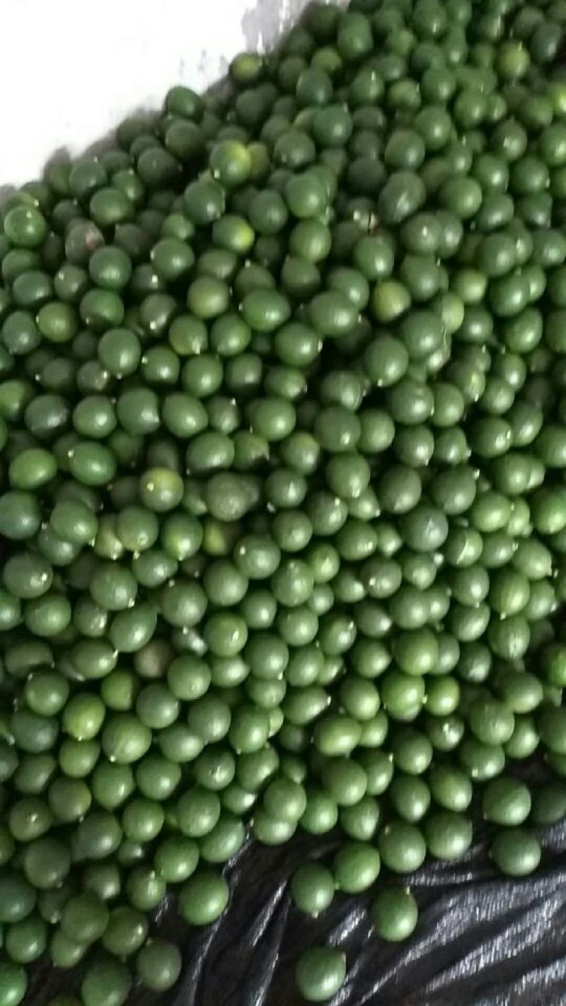 青柠檬2~2.6两