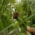 蝉蜕河北自然腿干货1斤起包邮量大从优