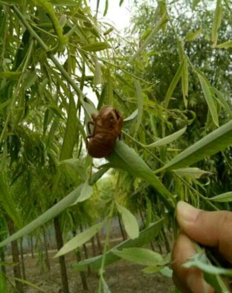 蝉蜕河北自然腿干货1斤起包邮量大从优