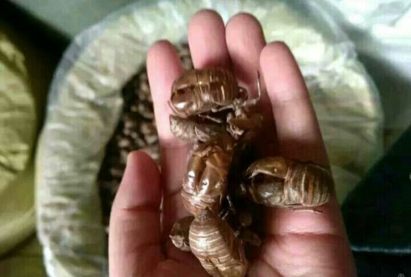 蝉蜕河北自然腿干货1斤起包邮量大从优