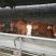 西门塔尔牛犊100~200kg