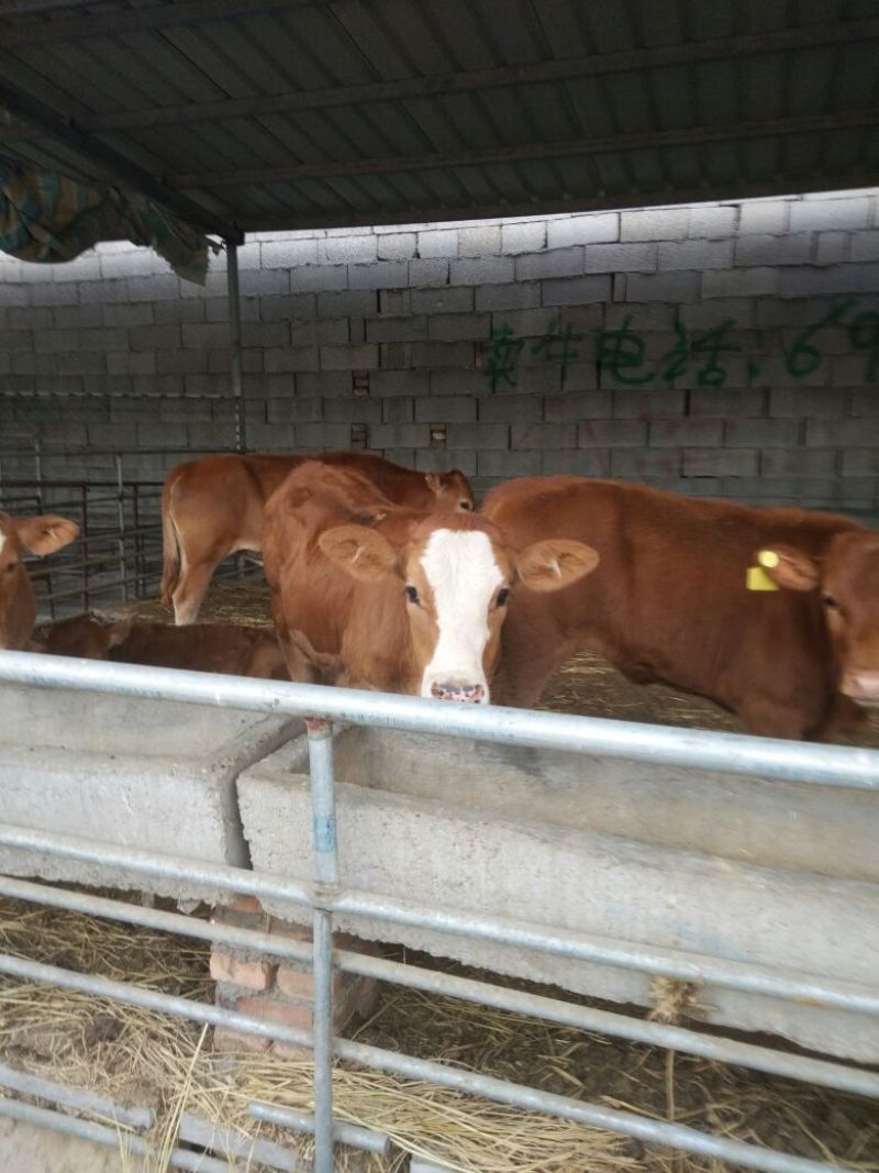西门塔尔牛犊100~200kg