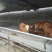 西门塔尔牛犊100~200kg