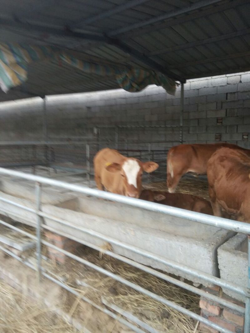 西门塔尔牛犊100~200kg